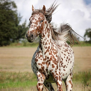 Freckled Horse