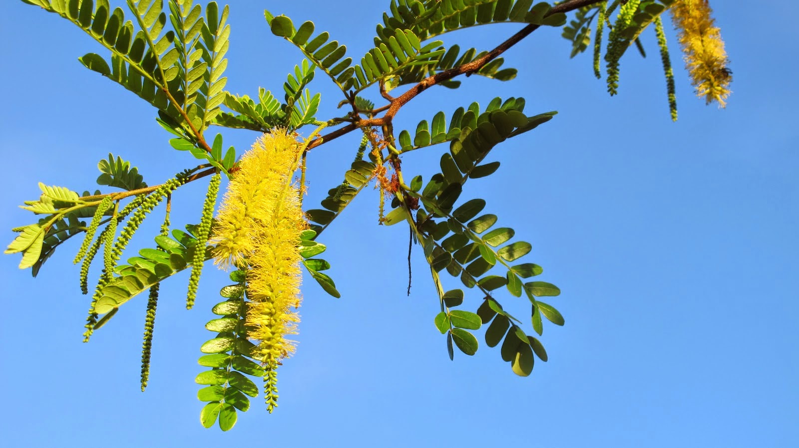 Catanduva Pityrocarpa moniliformis
