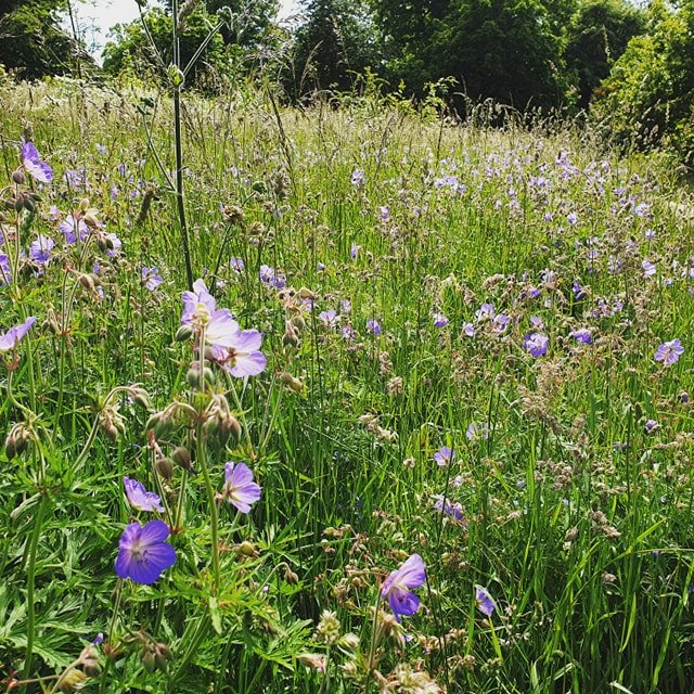 summer, country-park, wildflowers, the-writing-greyhound