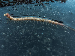 rain centipede dipper ranch strolling morning