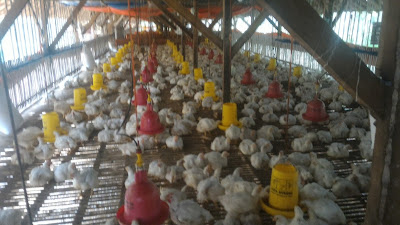 Menjual Ayam Broiler atau Ayam Potong di Lampung