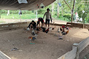 Sat Reskrim Polres Tolitoli Gerebek Tempat Judi Sabung Ayam di Dusun Sisipan Lampasio