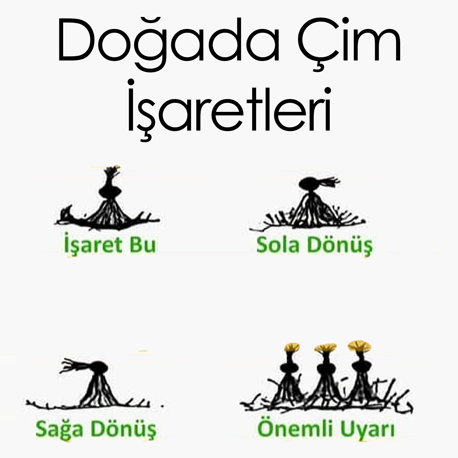 Doğada Çim İşaretleri