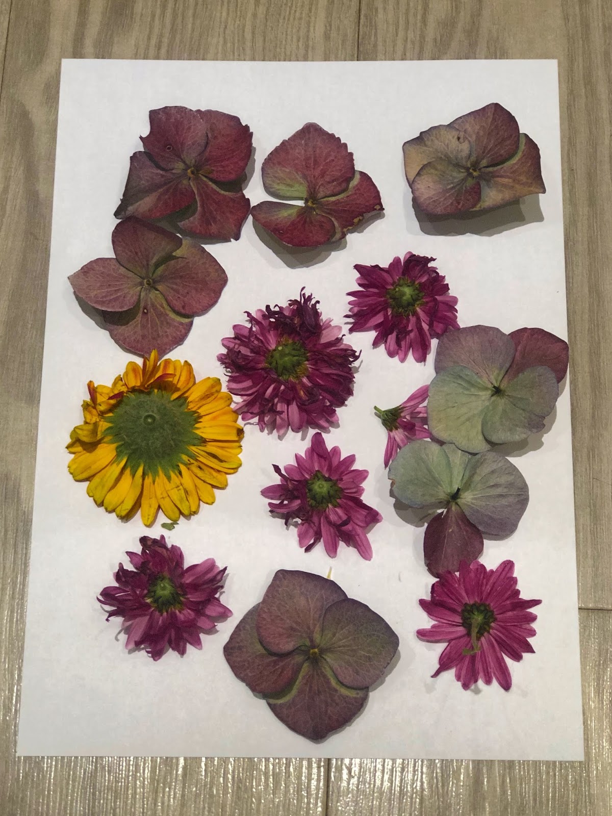 a cozy capsule. How to press flowers