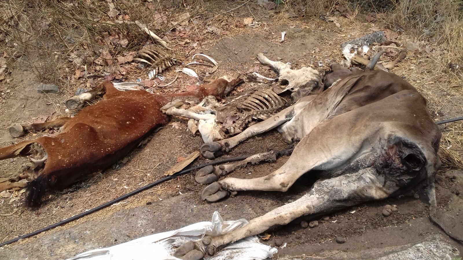 Resultado de imagen para fotos reses muertas }en sierra de zihuatanejo