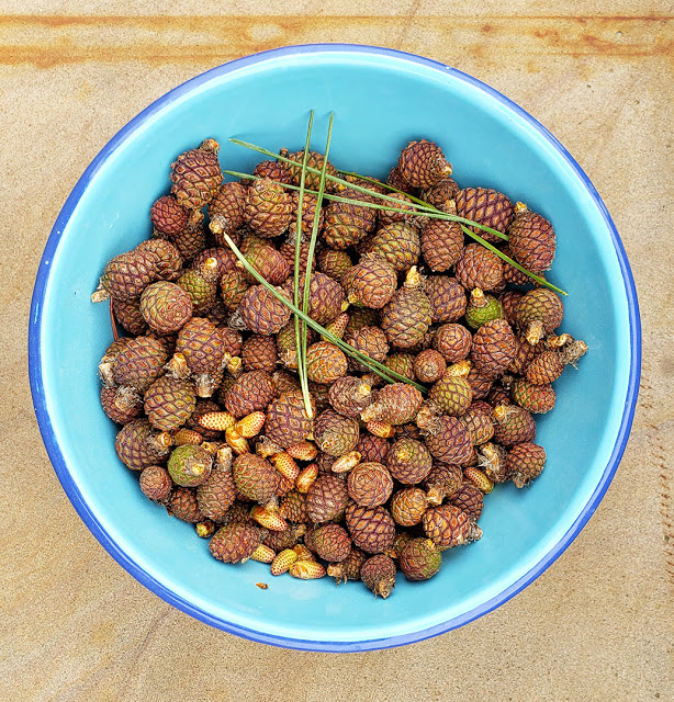 66 Square Feet (Plus): Pine Cone Jam