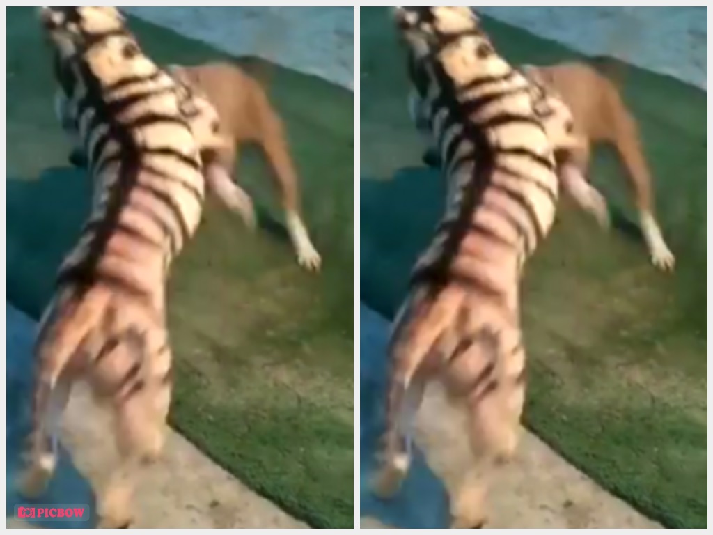An underground video fight leaks to show a baby tiger and a pit bull