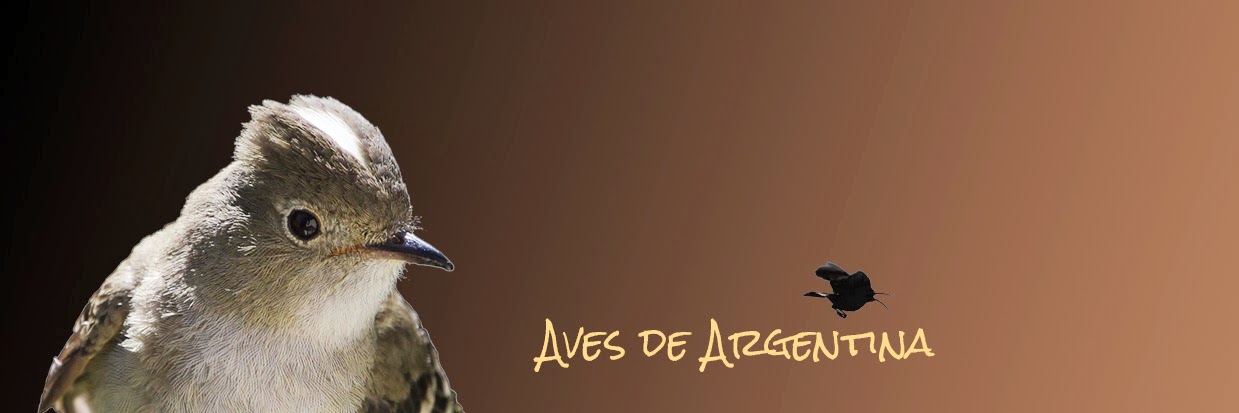 Aves de Argentina