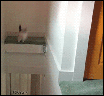 Art Cat GIF • Amazing Ninja cat bouncing back and forth. Cats are so graceful Art Cat GIF • Amazing Ninja cat bouncing back and forth. Cats are so graceful