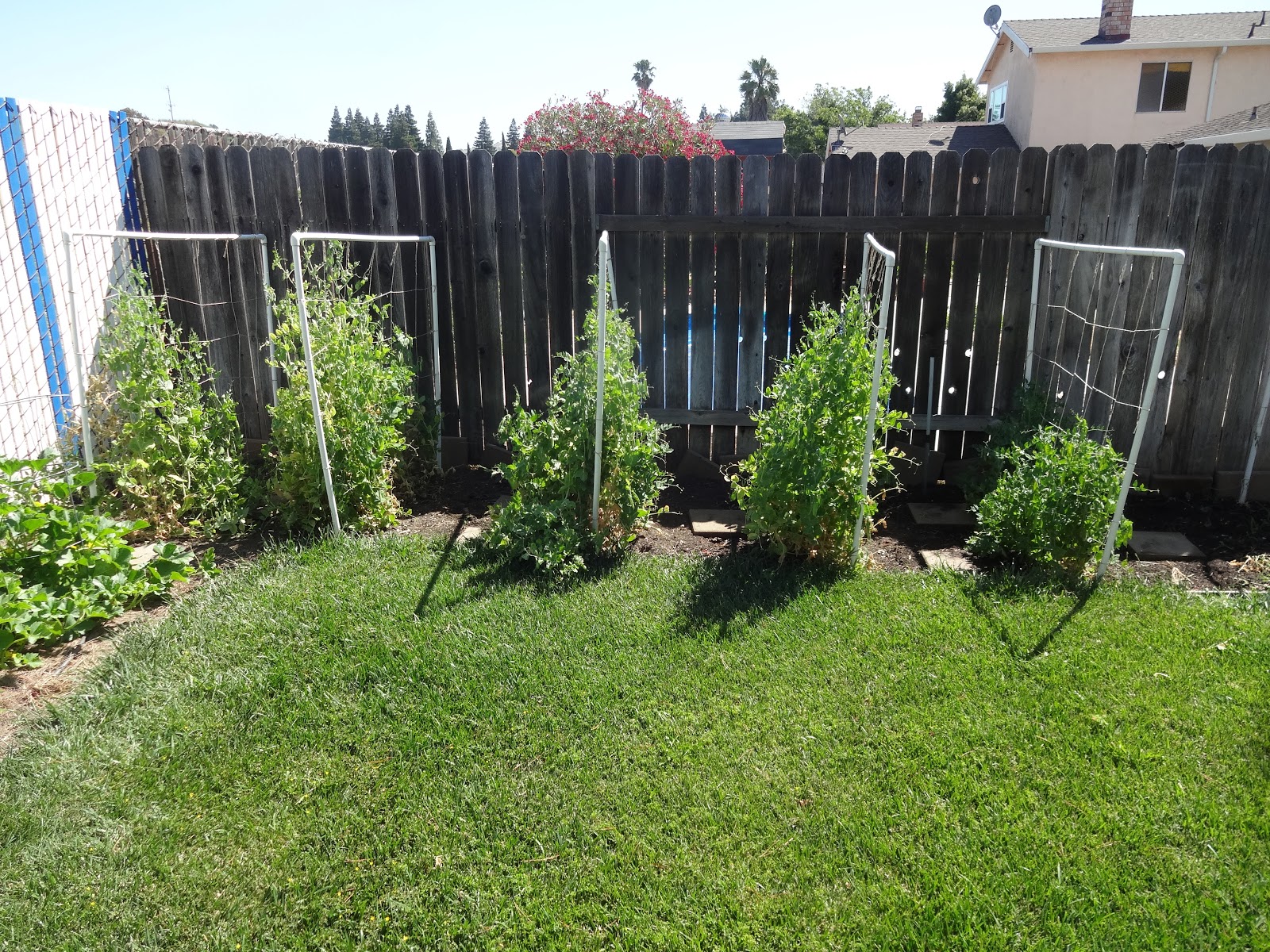 The Scientific Gardener Peas and Beans in the Fertile Garden