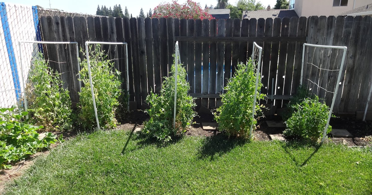 The Scientific Gardener Peas and Beans in the Fertile Garden