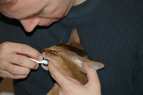 Cat Chit Chat: Cat Dental Cleaning Procedure
