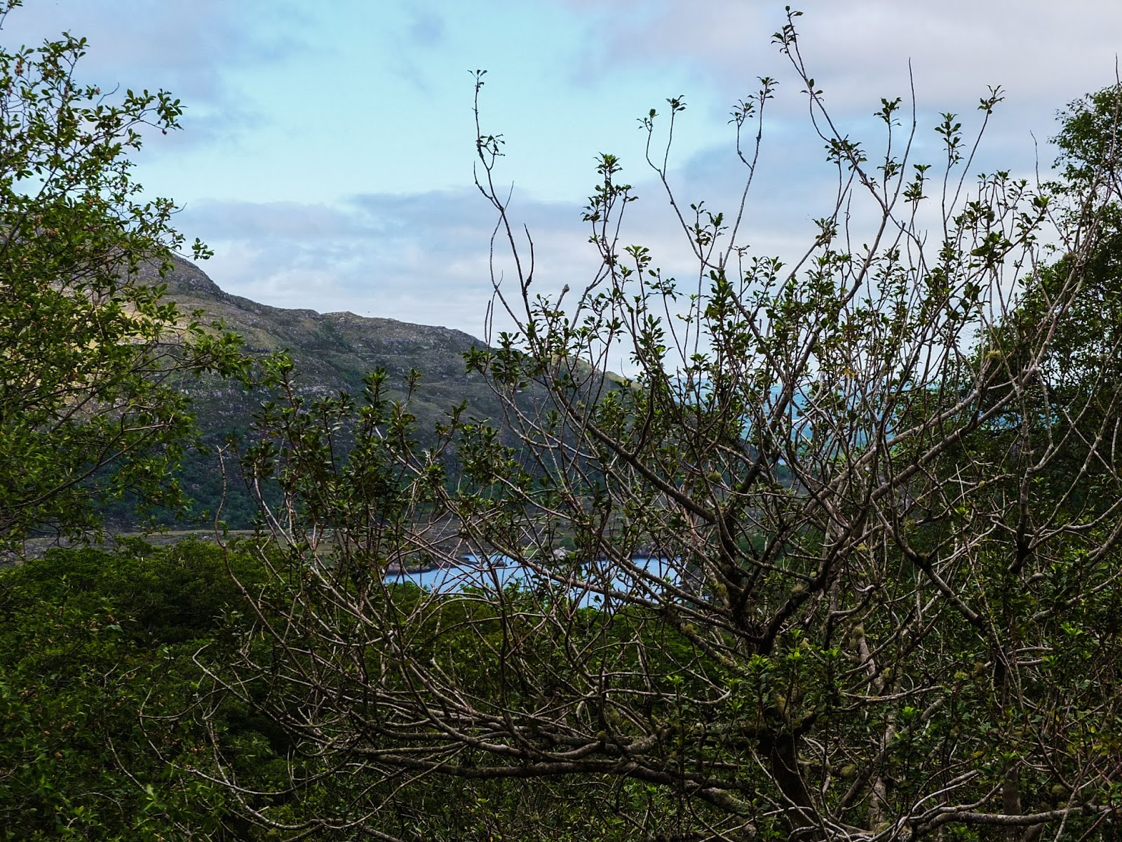 View of Kenmare Bay from Moll's Gap obstructed by a tree lined hedge.