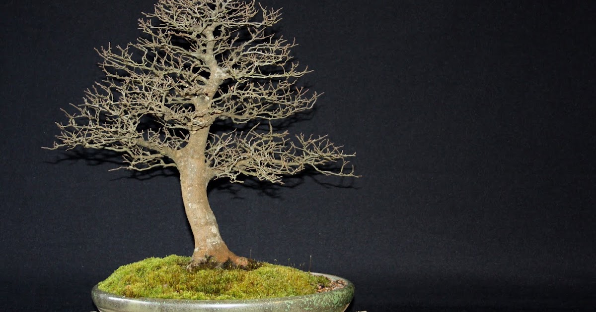 Bonsai Nursery Courses and