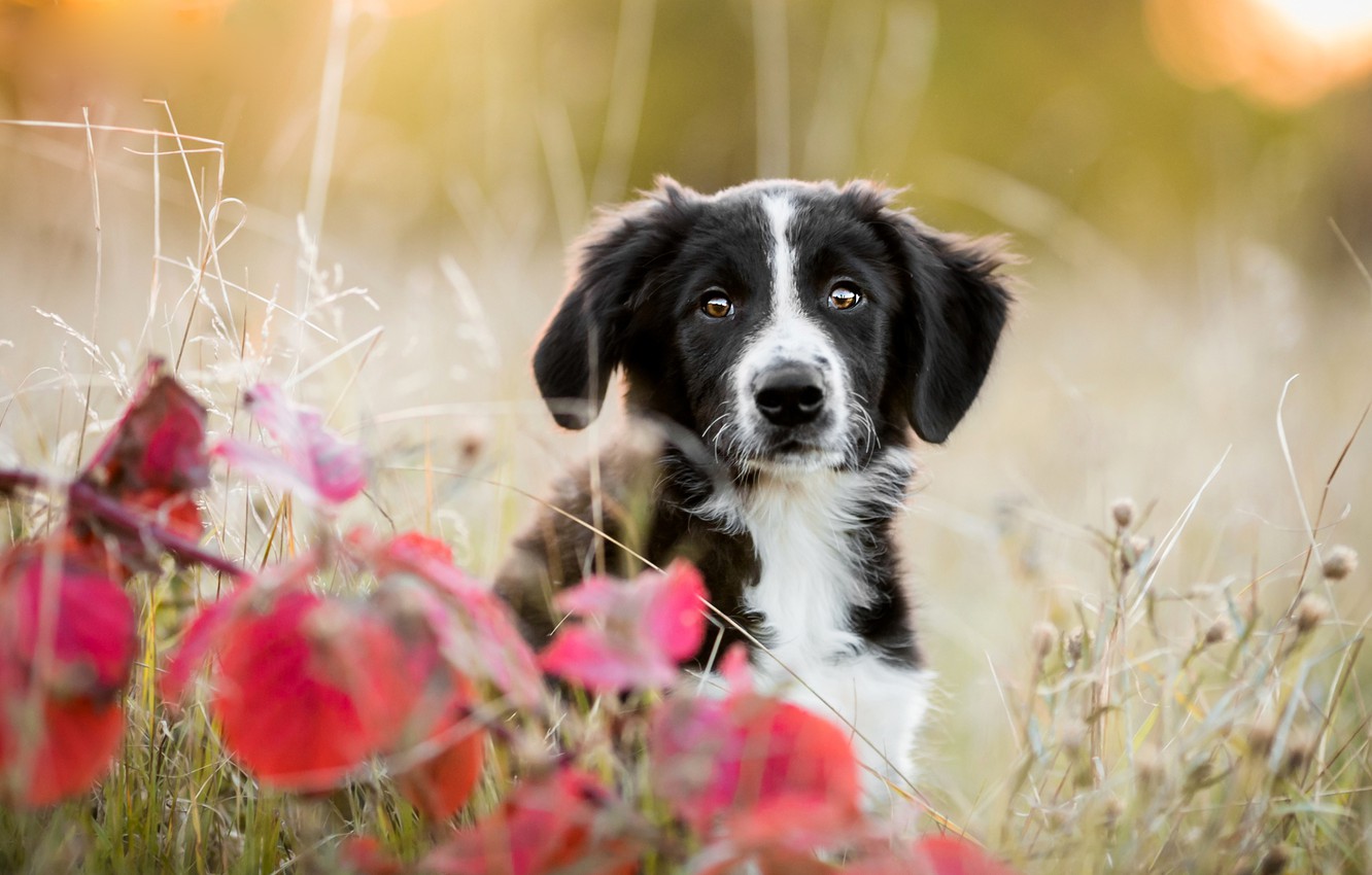 Güzel Köpek Resimleri Gezilmeye Değer Yerler Seyahat Tur Rehberi