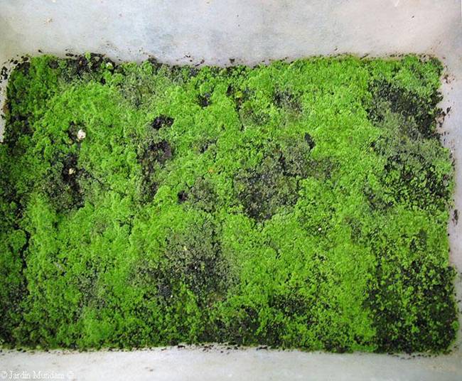 Como reproducir el helecho Phyllitis Scolopendrium (Lenguas de ciervo