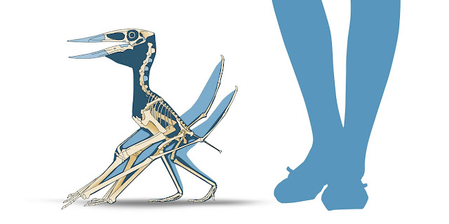 Muzquizopteryx coahuilensis skeletal reconstruction