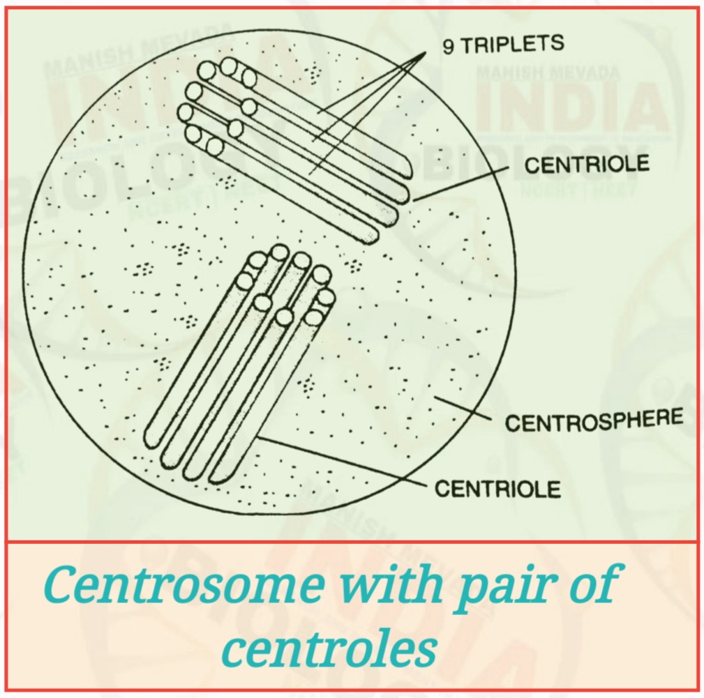 Centrioles and its function Manish Mevada NEET Biology
