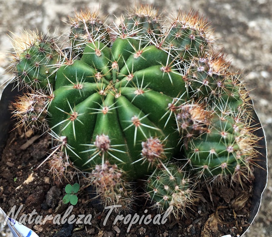 Echinopsis oxygona lleno de hijuelos