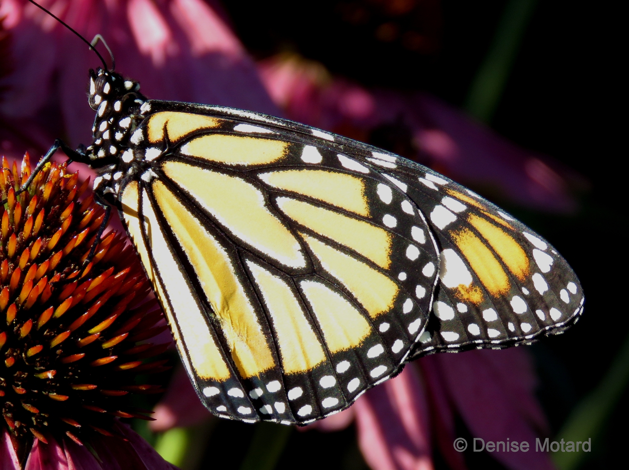 TAGGING MONARCH BUTTERFLIES