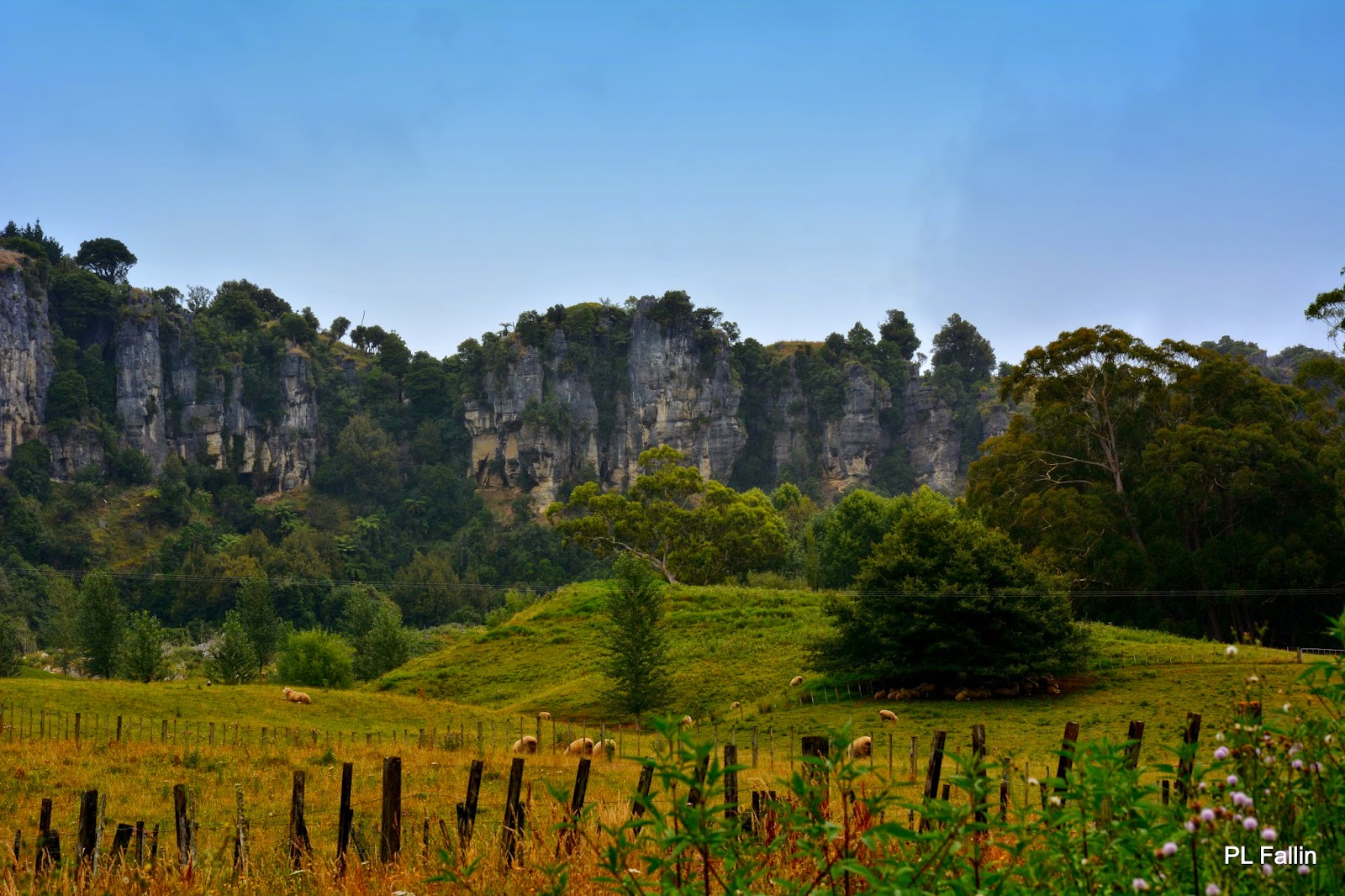 PL Fallin Photography: Mangaotaki Valley's Wildflowers and Pastures - A ...