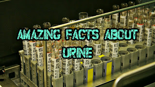 Urine in Hindi/पेशाब के रोचक तथ्य