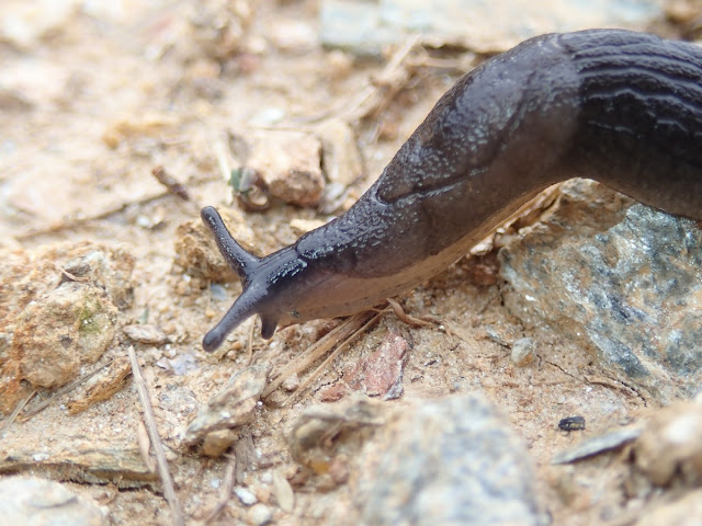 Milax nigricans Milax nigricans