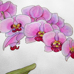 watercolor orchid flowers painting tropical ink paintings orchids oil flower aquarelle drawing drawings mural peinture draw pages wall colorful mixed