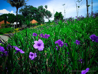 Beautiful Gardens With Purple Flowers Of Ruellia Simplex Plants At Tangguwisia Village, North Bali, Indonesia