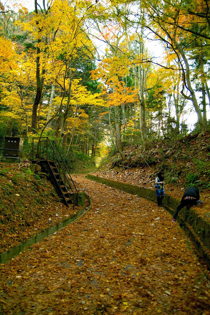 紅葉の絨毯