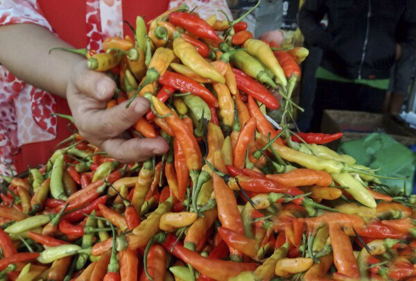 Petani Cabai Way Kanan Harapkan Bantuan Mesin Pengolah