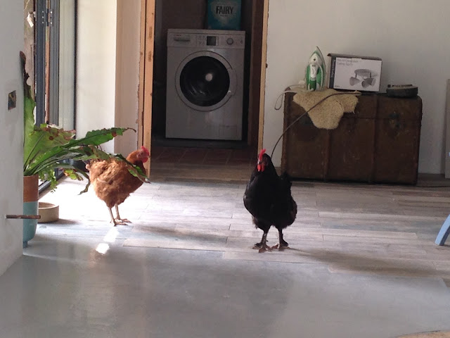 chickens in extension
