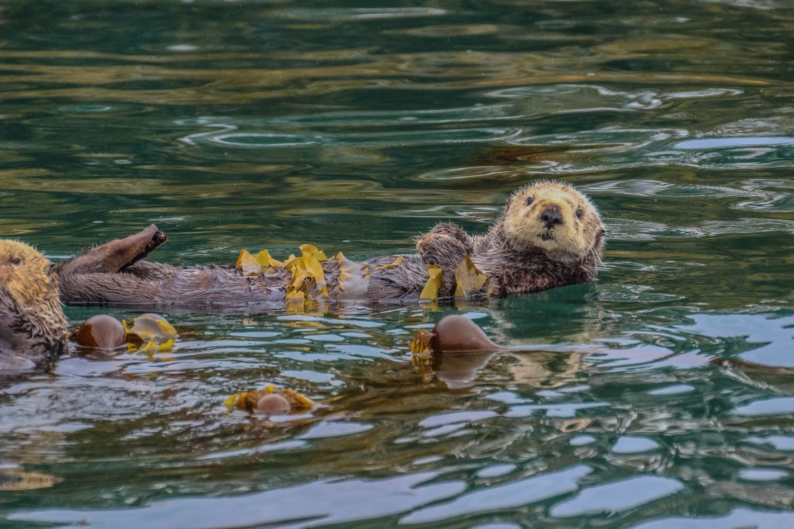Cannundrums: Northern Sea Otter - Kenai Peninsula, Alaska