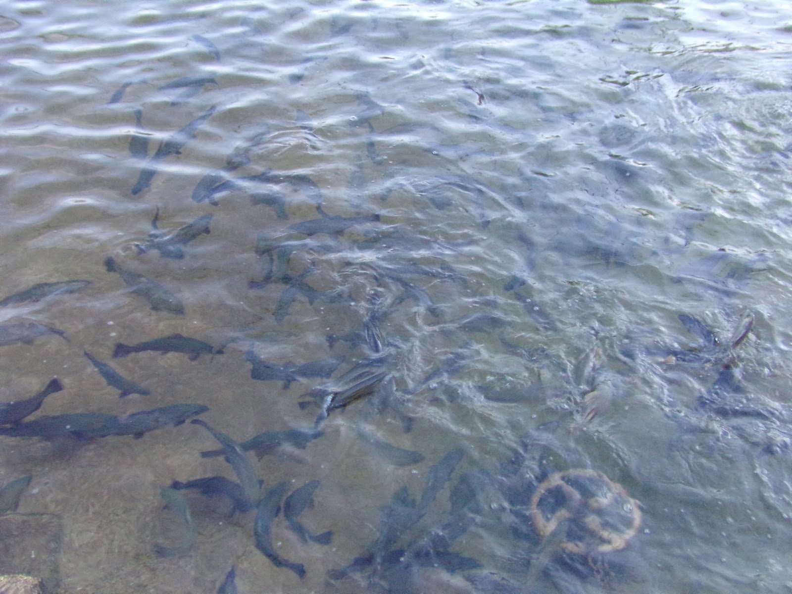 Allentown Lil' LeHi Trout Hatchery Interesting Pennsylvania and Beyond