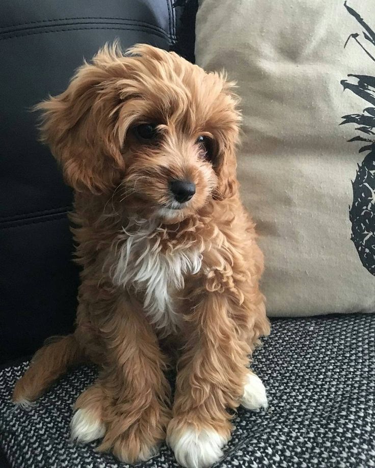 Cavapoo Dog Breed Body Appearance & Characteristics