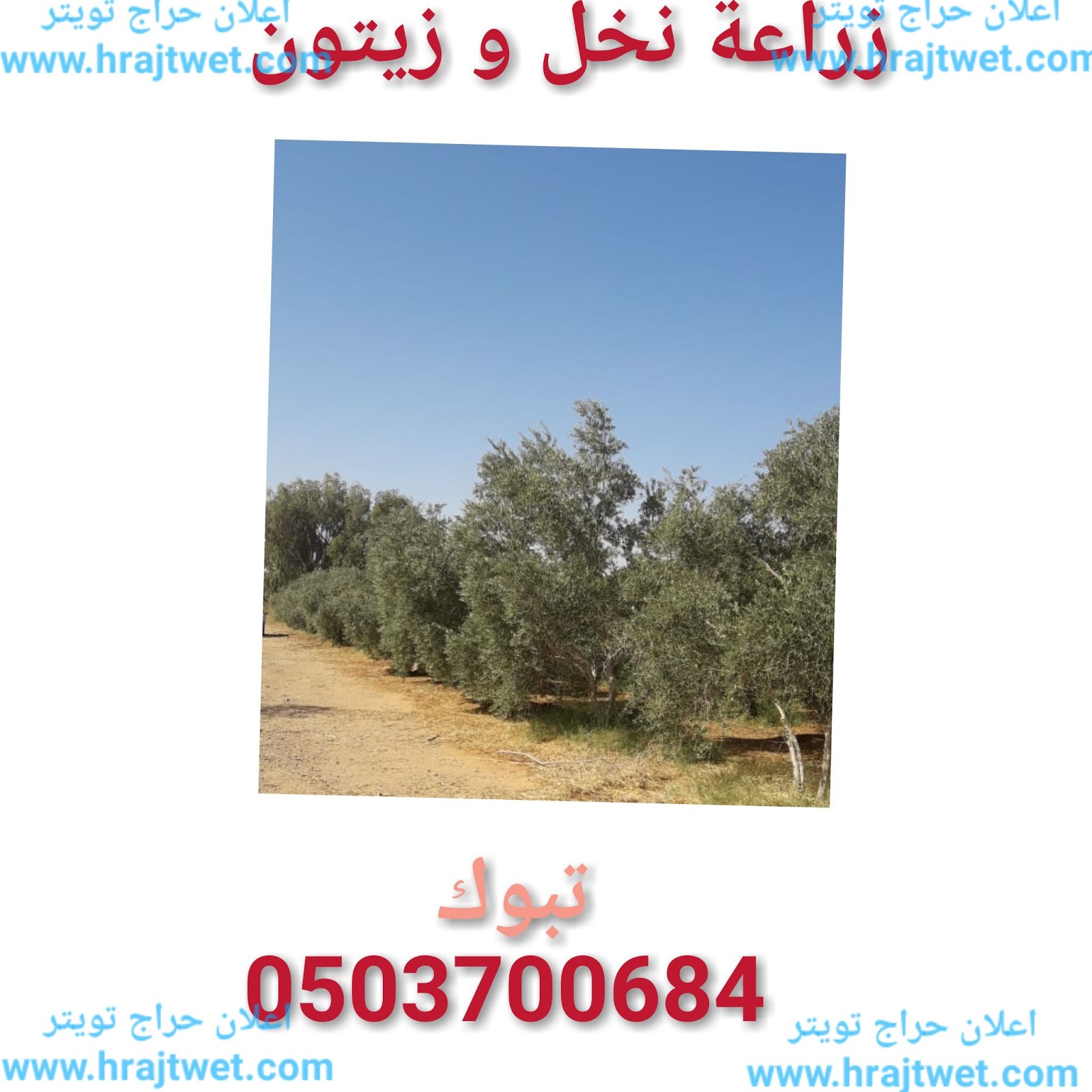 حراج تبوك تفصيل