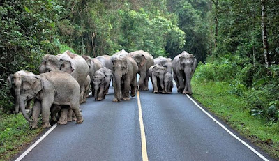 A traumatic incident took place in Khao Yai National Park, Thailand