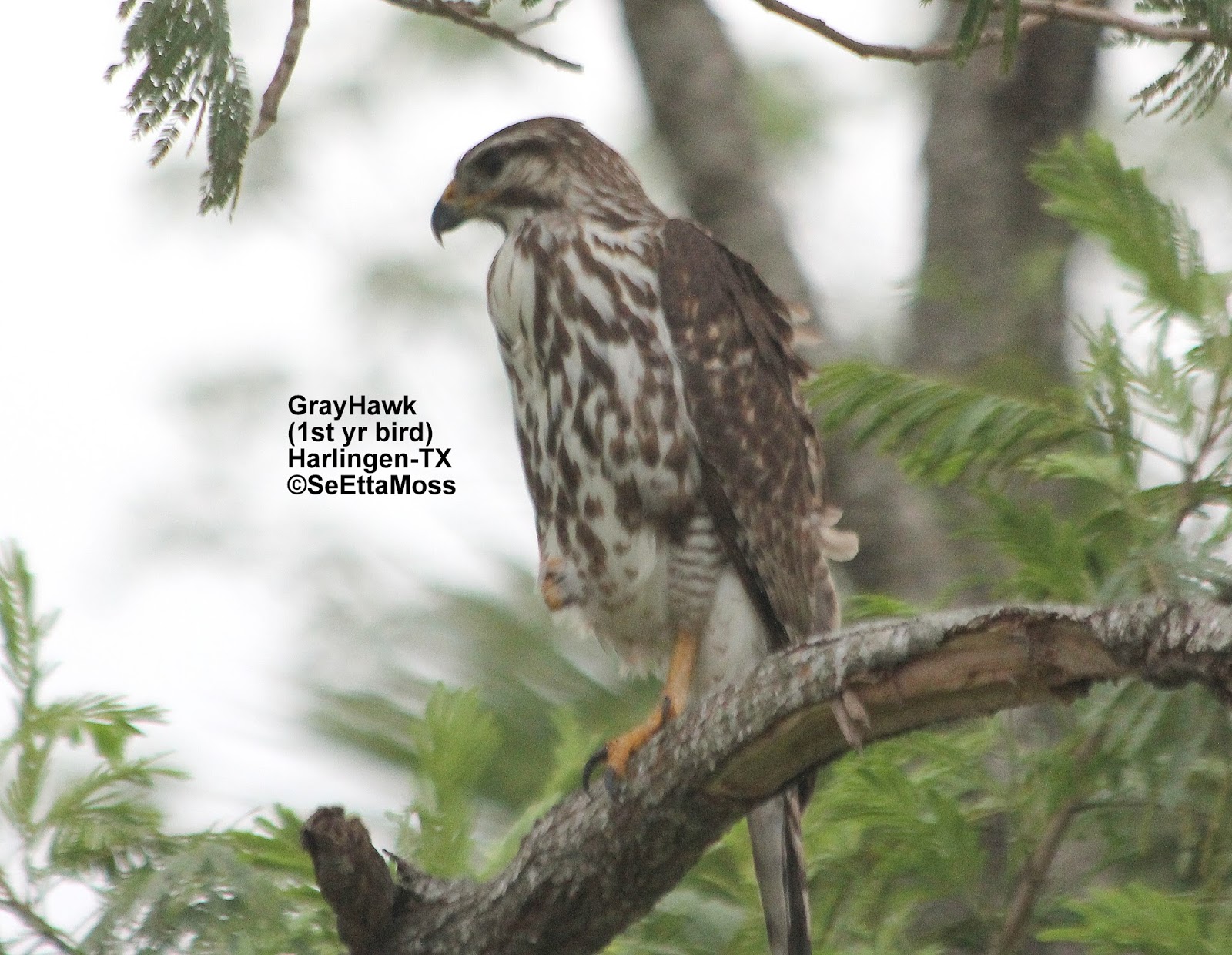 Birds and Nature Gray Hawk, in immature plumage