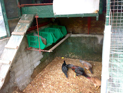 coop litter floor concrete chickens wood chips backyard raising inside