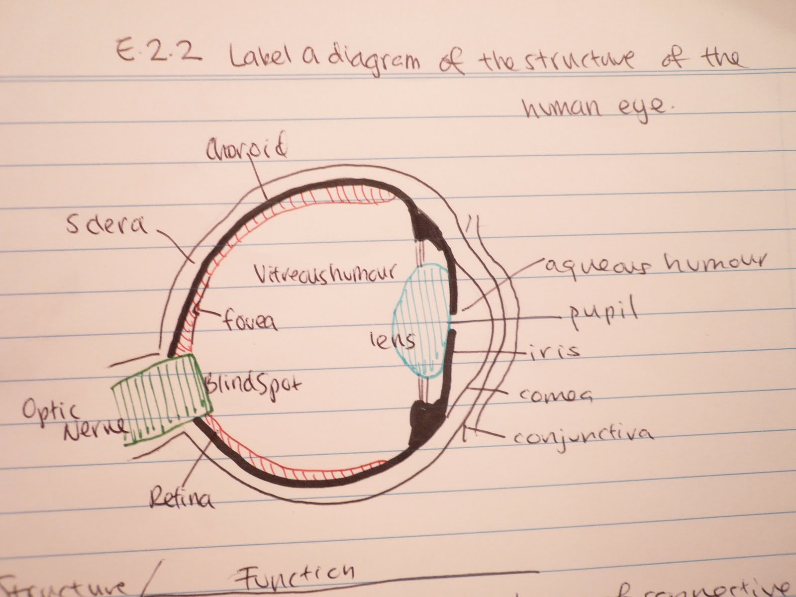 Tiffany's Biology Blog: E.2.2 Label a diagram of the ... eye diagram to label printable 