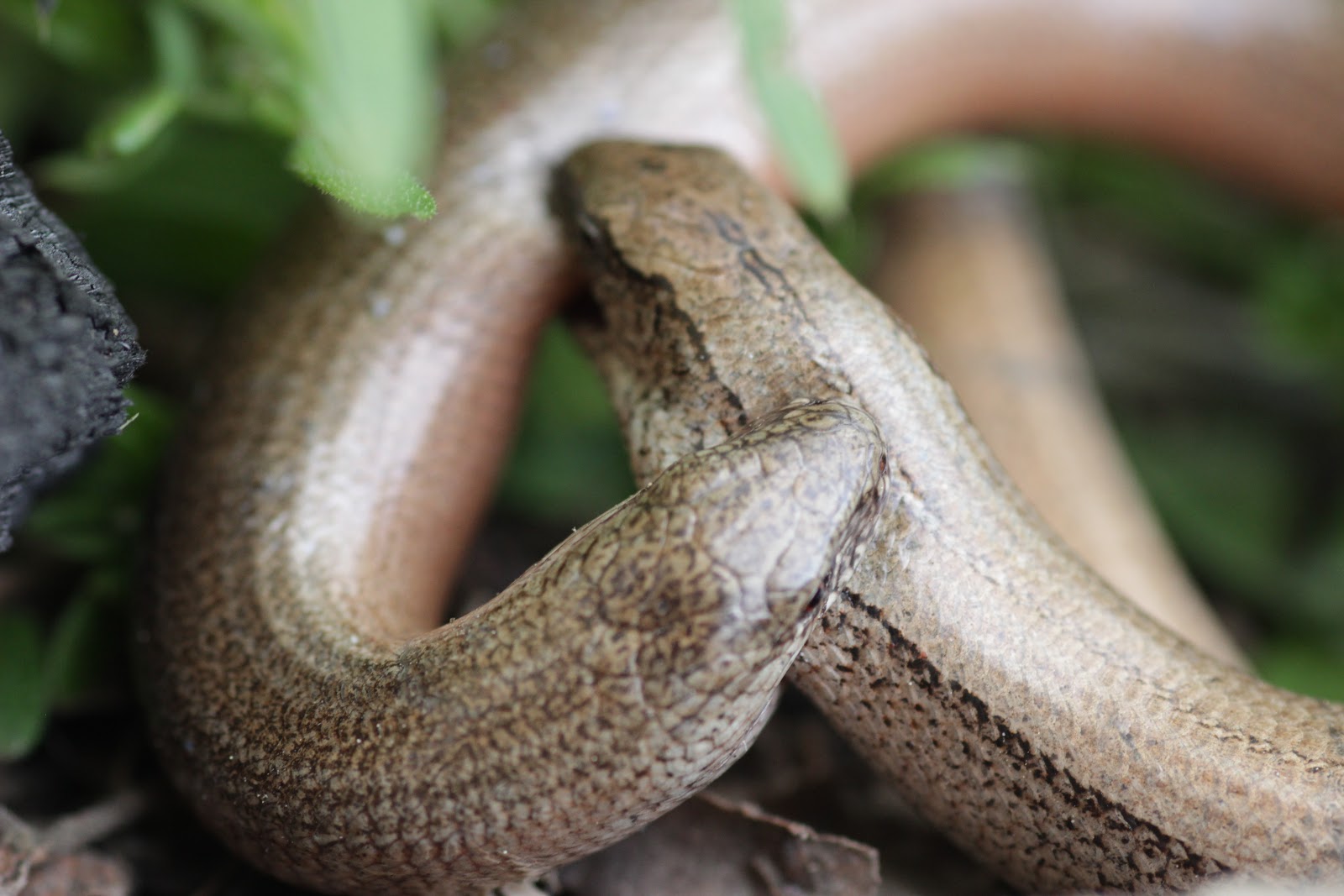 Peziperli Blindschleichen im Garten