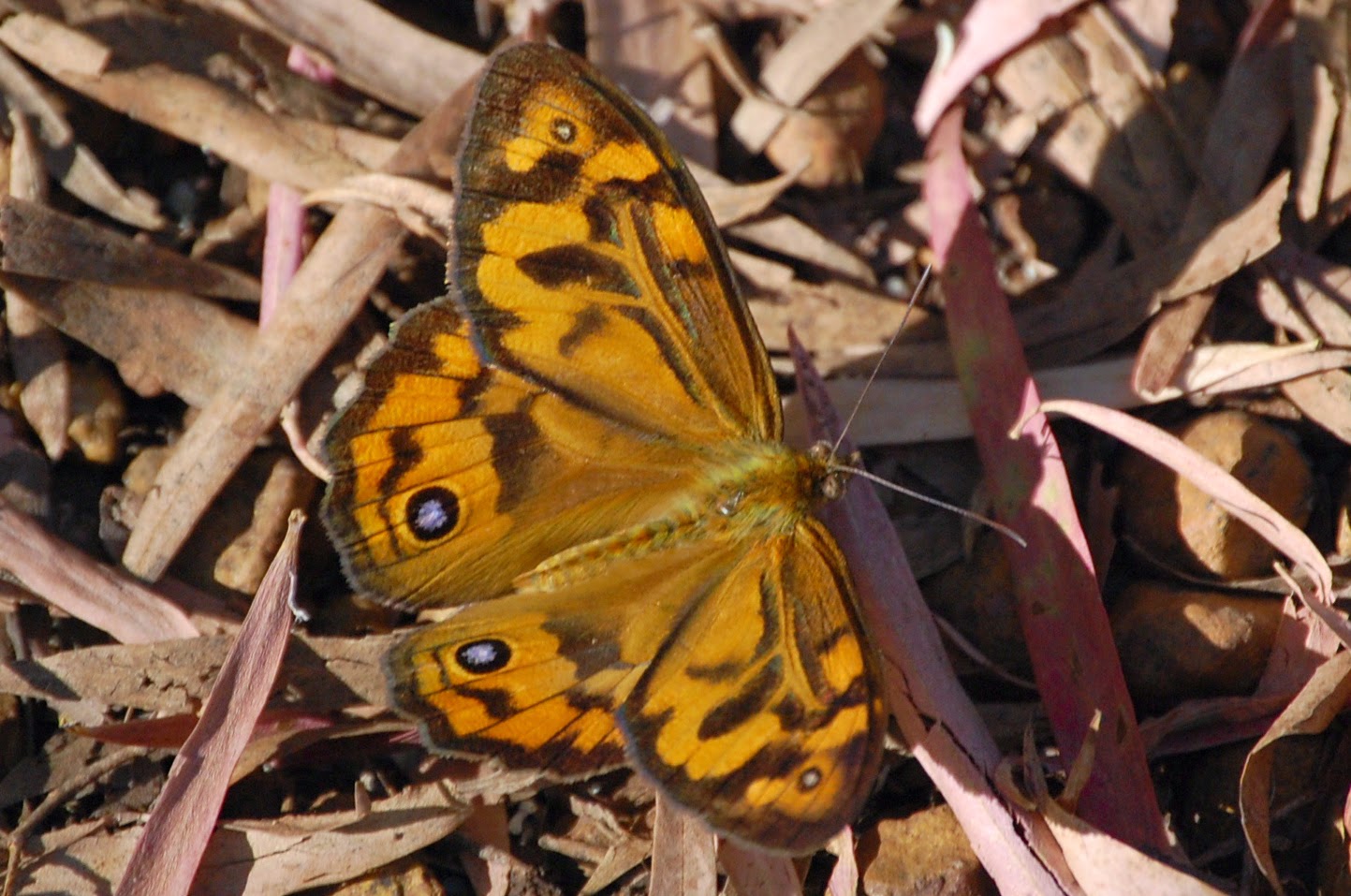 The Insect Diary: Common Brown Butterfly: Heteronympha merope
