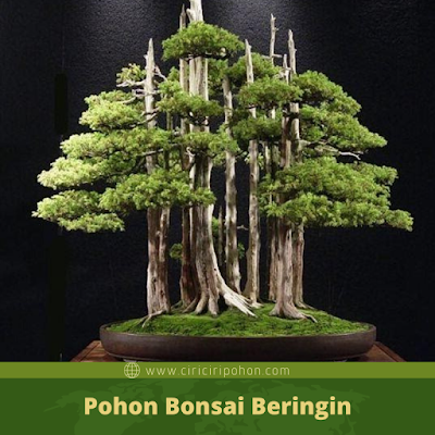 Ciri Ciri Pohon Bonsai Beringin