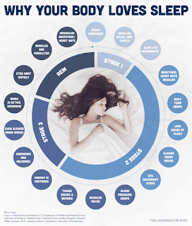 Why%2BDo%2BWe%2BSleep