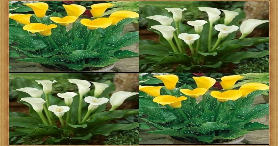 Bisnis Bunga Lily Tanaman Hias Raup Omzet Jutaan Di Tahun 2021