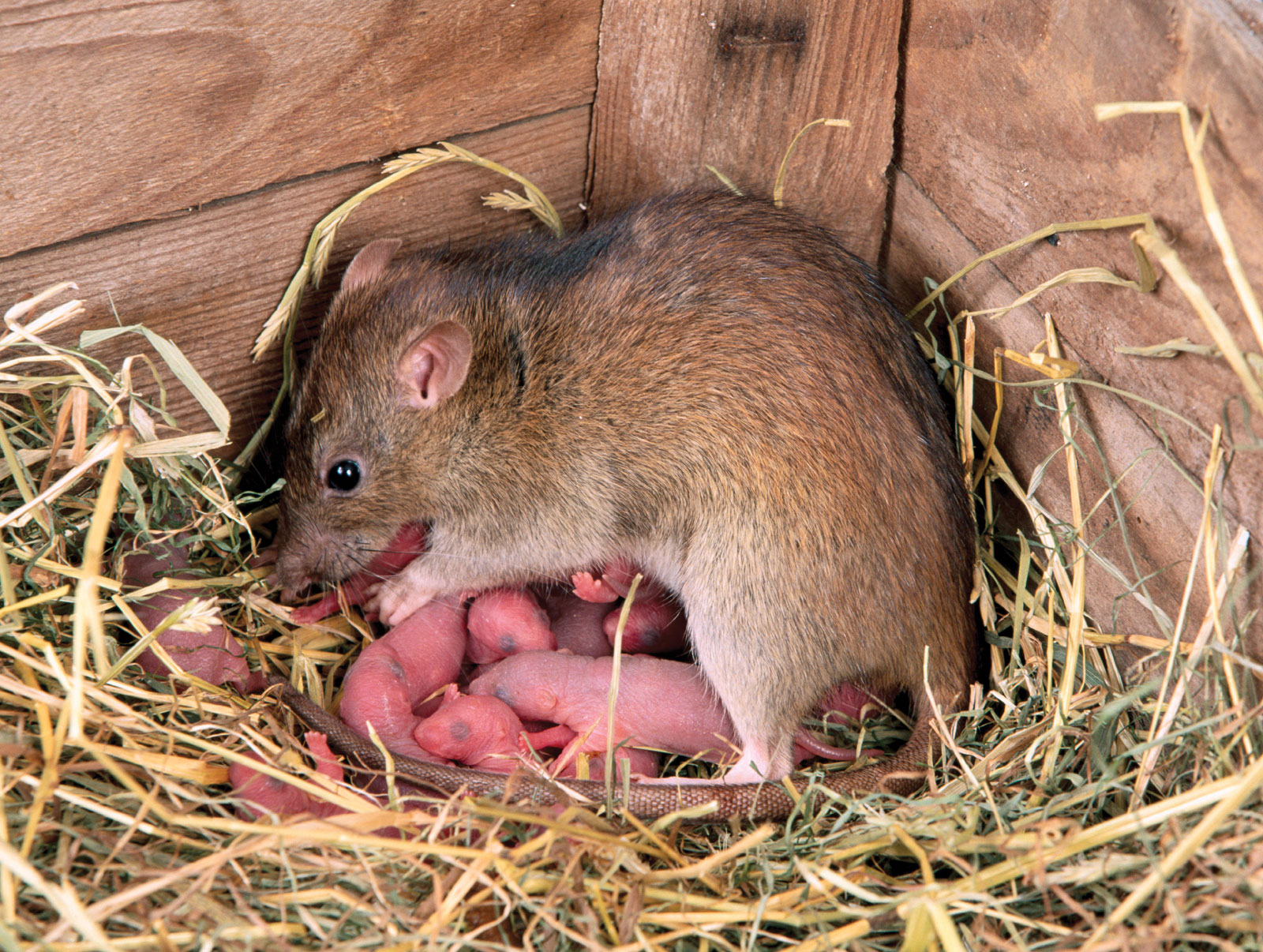 Едят ли мышей. Полевая крыса Пасюк. Полевая мышь. Мышка домашняя.