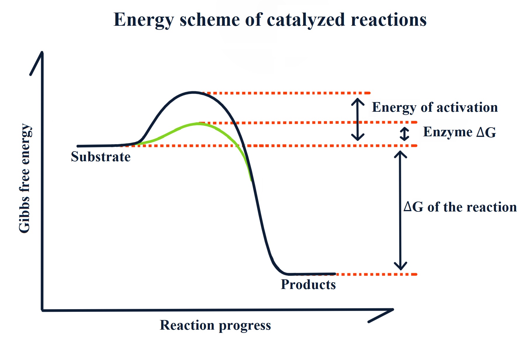 Enzymes the cellular machinery