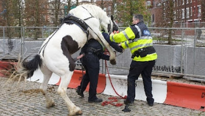 Horse+Rapes+Cop.jpg
