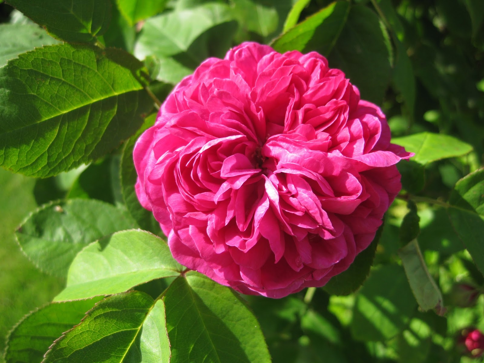 Hallontrollets trädgård: Lite om rosor...