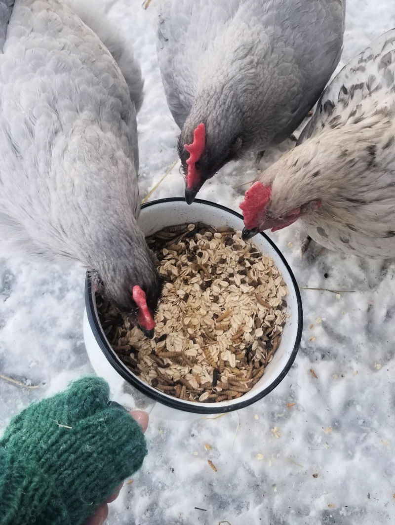 Best Winter Treats for your Chickens! Fresh Eggs Daily® with Lisa Steele